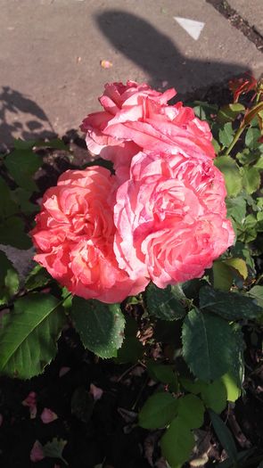 20160604_175003 - Copy