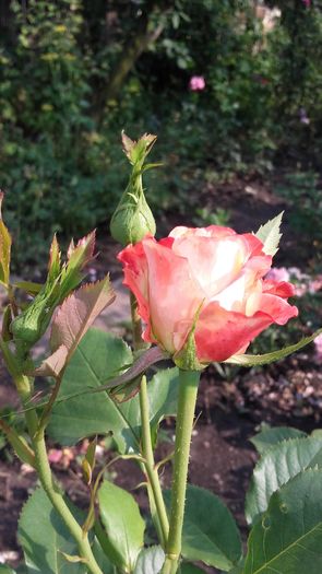 20160604_175047 - Copy - trandafiri 2016