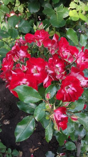20160604_175108 - Copy - trandafiri 2016