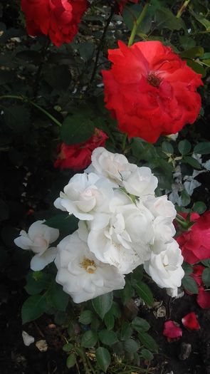 20160604_175211 - Copy