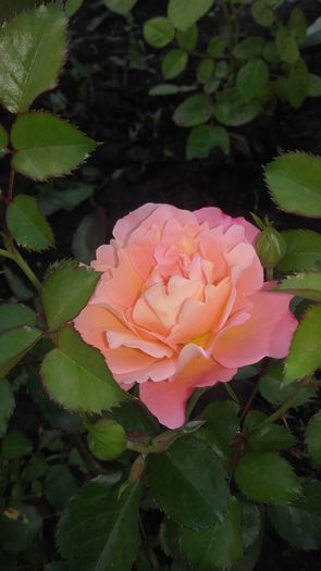 20160604_175523 - Copy - trandafiri 2016
