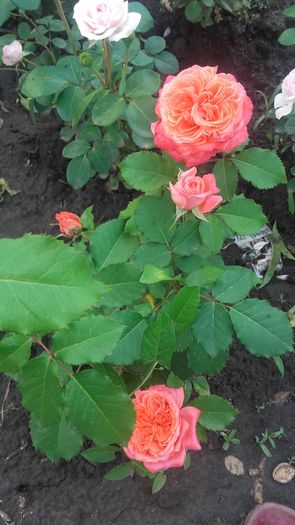 20160604_175535 - Copy - trandafiri 2016