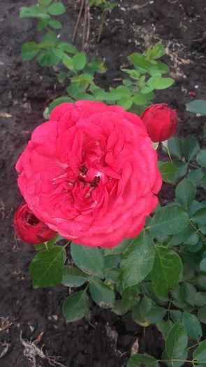 20160604_175545 - Copy - trandafiri 2016