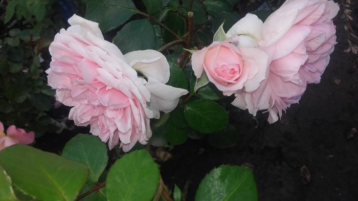 20160604_175613 - Copy - trandafiri 2016