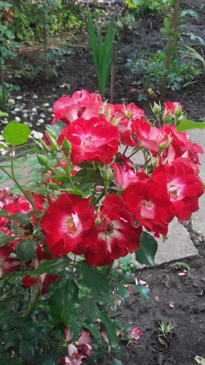 20160604_180652 - Copy - trandafiri 2016