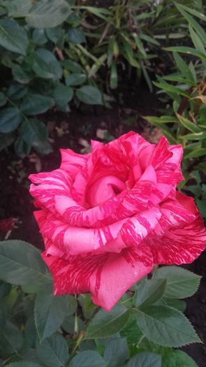 bulgaresc florov - trandafiri 2016