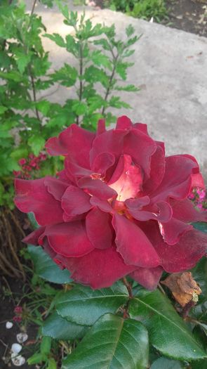 20160604_181007 - Copy - Copy - trandafiri 2016