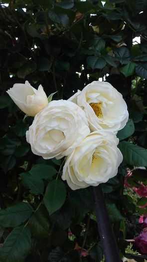 uetersener klosterrose