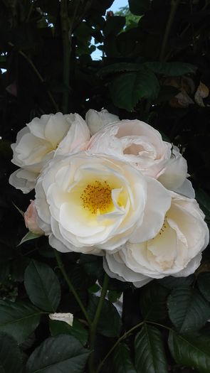 uetersener klosterrose - trandafiri urcatori 2016
