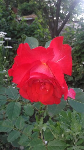 20160604_175459 - Copy - trandafiri urcatori 2016