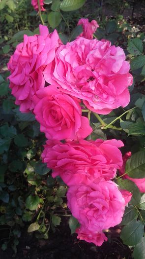 20160604_175805 - Copy - trandafiri urcatori 2016