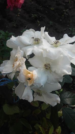 sally holmes - trandafiri urcatori 2016