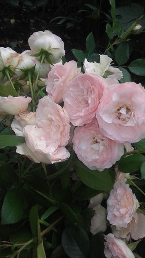 mini eden - trandafiri urcatori 2016