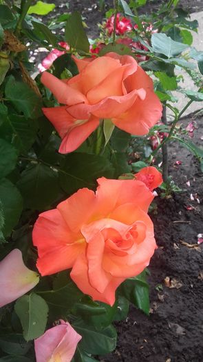 20160604_180644 - trandafiri urcatori 2016