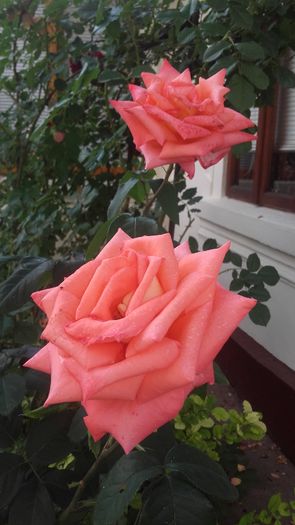 necunoscut-Cred ca este urcator