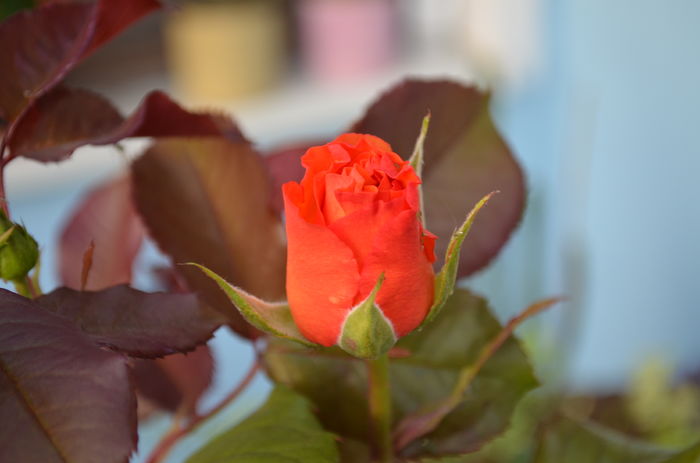 DSC_0002