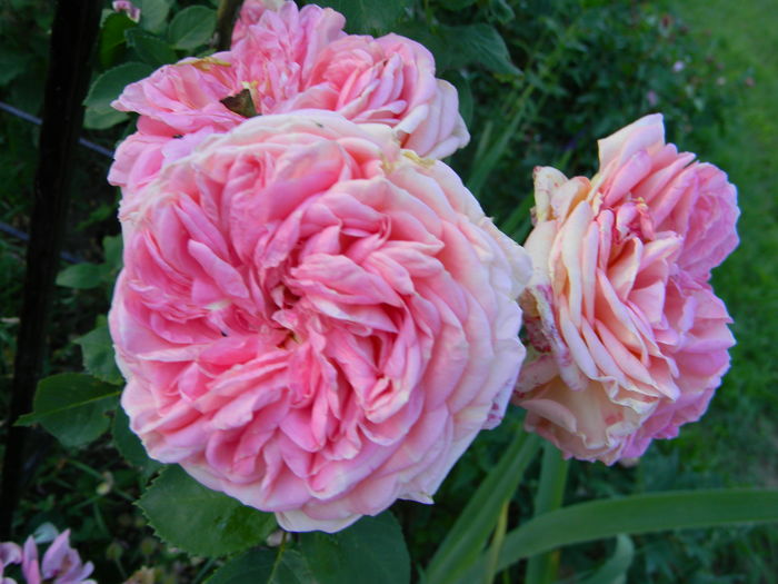 Alchimist - Trandafiri urcatori 2016