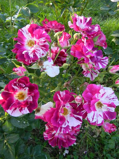 Purple splash - Trandafiri urcatori 2016