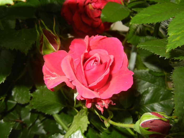 Rose Blaze Superior (2016, May 27) - Rose Blaze Superior