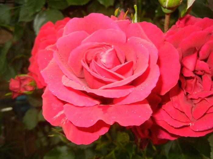 Rose Blaze Superior (2016, May 27) - Rose Blaze Superior