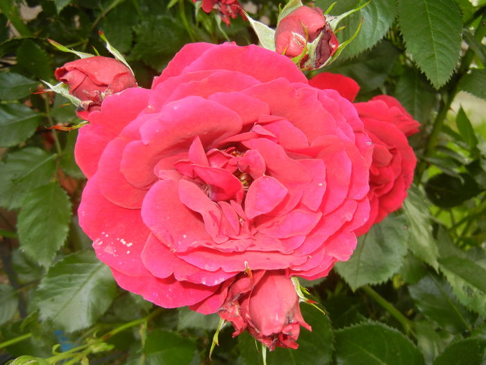 Rose Blaze Superior (2016, May 27) - Rose Blaze Superior