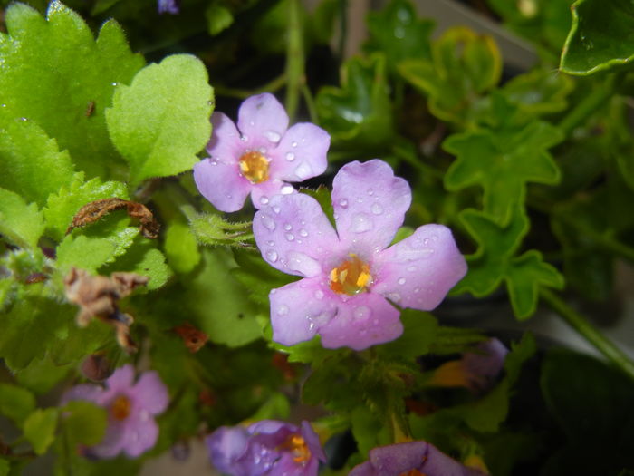 Bacopa monnieri (2016, May 17)