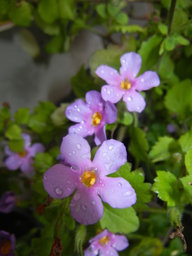 Bacopa monnieri (2016, May 17)