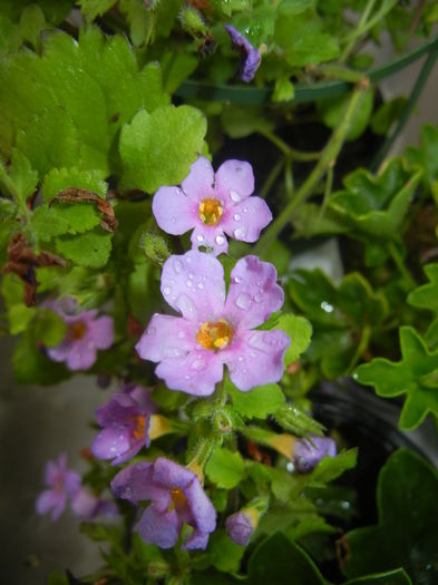 Bacopa monnieri (2016, May 17)