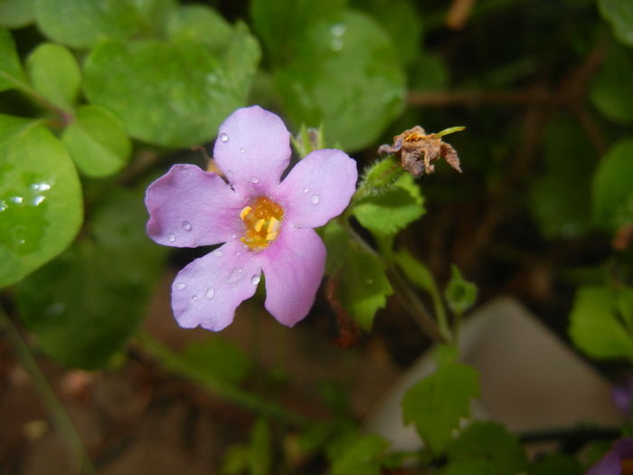 Bacopa monnieri (2016, May 17) - BACOPA Monnieri