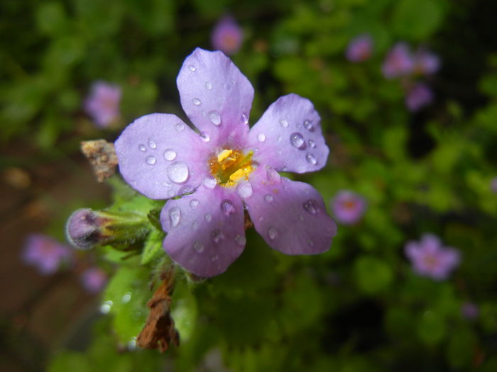 Bacopa monnieri (2016, May 17) - BACOPA Monnieri