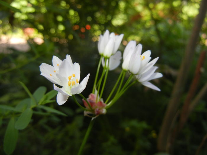 Allium roseum (2016, May 19)