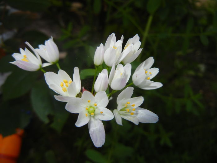 Allium roseum (2016, May 19)