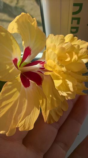 WP_20160609_08_42_55_Pro