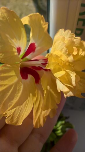 WP_20160609_08_42_43_Pro