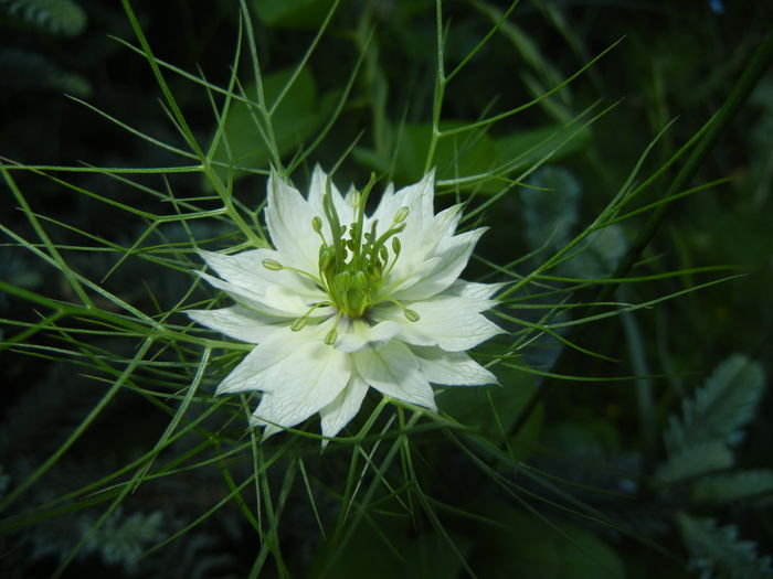 Nigella damascena (2016, May 19) - NIGELLA Damascena