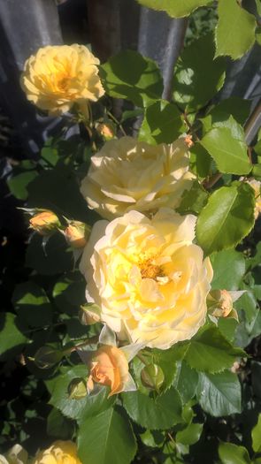 Caesarea; Cel mai frumos trandafir galben din gradina mea....un soare luminos!!!

