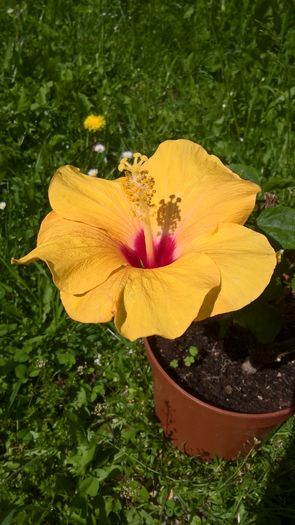 WP_20160609_10_50_21_Pro - Hibiscus Adonicus Yellow