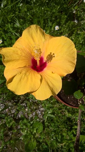 WP_20160609_10_50_35_Pro - Hibiscus Adonicus Yellow