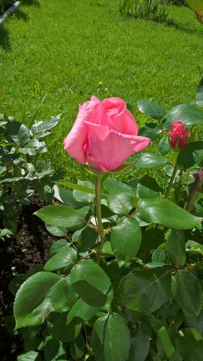 WP_20160609_10_10_39_Pro