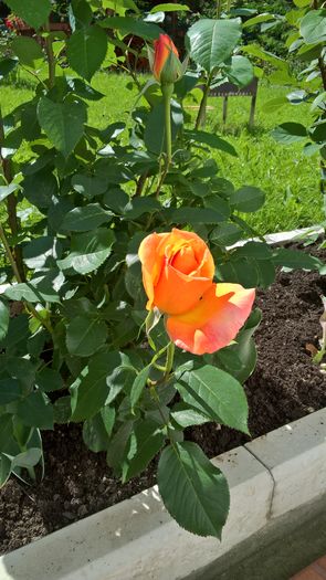 WP_20160609_10_10_46_Pro