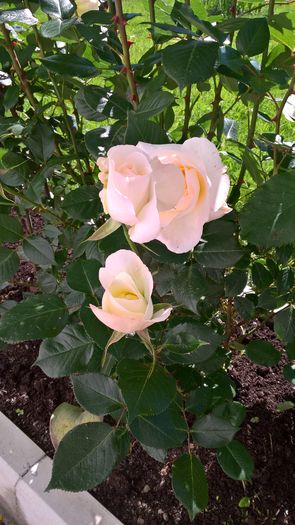 WP_20160609_10_11_09_Pro