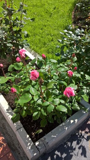 WP_20160609_10_11_28_Pro