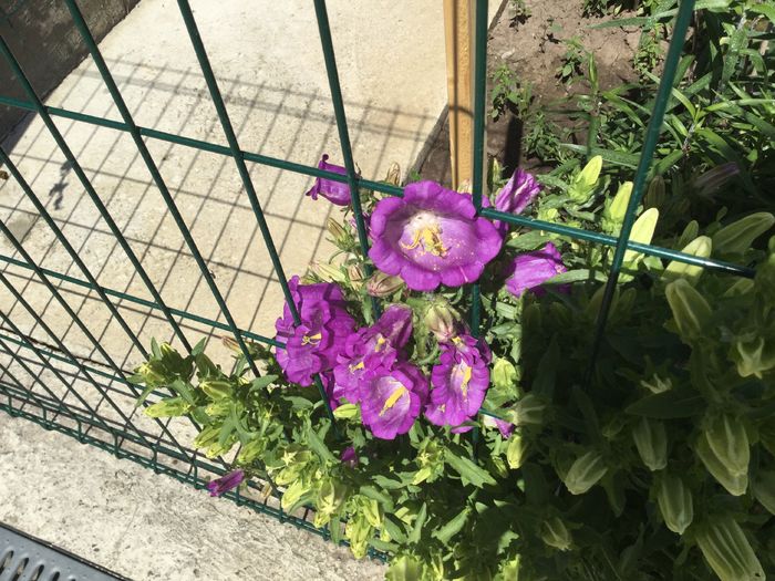 image - Flori 2016