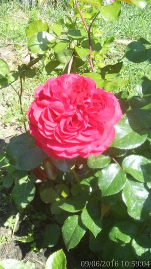 Leonardo da Vinci Red - trandafiri