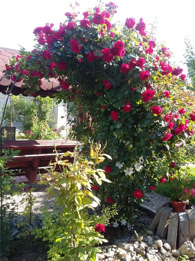 20160601_084630 - 2016 trandafiri