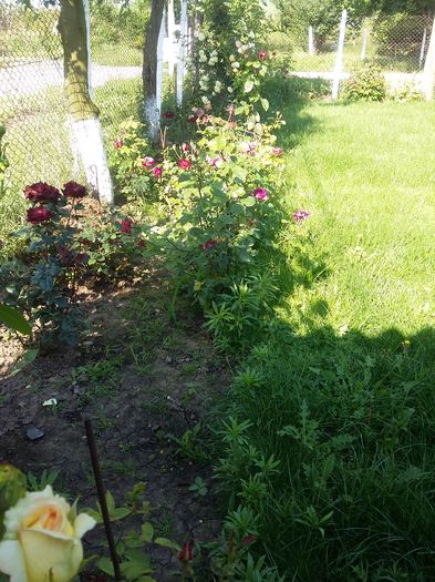 20160601_085210 - 2016 trandafiri