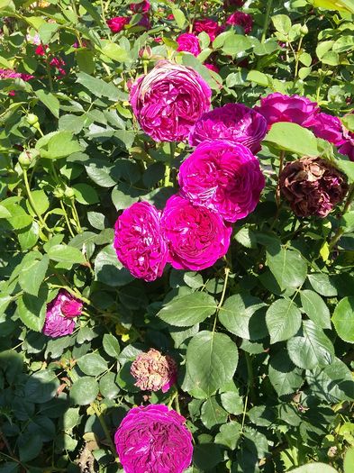 20160601_085713 - 2016 trandafiri