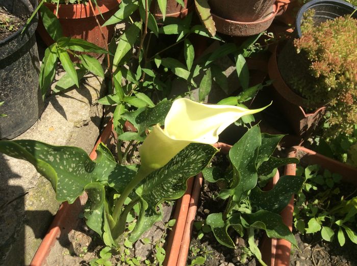 image - diverse plante de camera