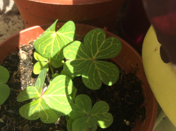 image - diverse plante de camera