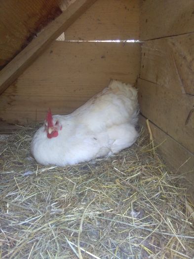 in a%u0219teptare de oua...